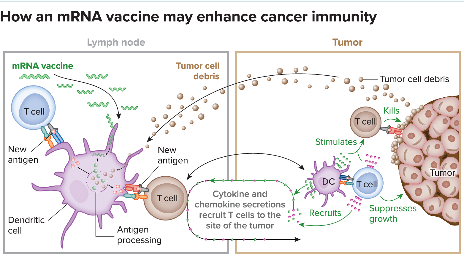 Graphic depicting how an mRNA vaccine may enhance cancer immunity.